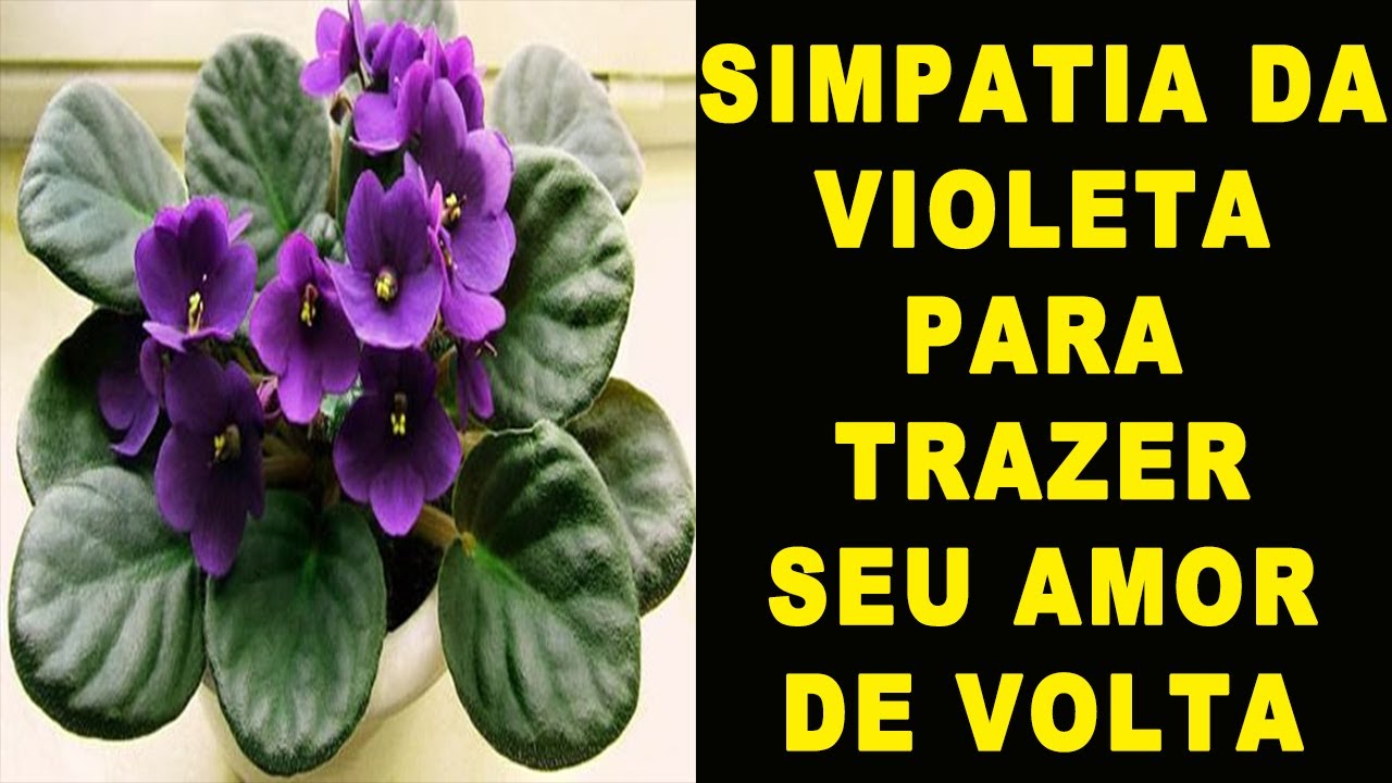 Read more about the article SIMPATIA DA VIOLETA PARA TRAZER O SEU AMOR DE VOLTA MUITO RÁPIDO