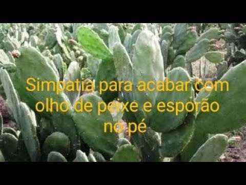 Read more about the article Simpatia para olho de peixe, esporão no pé, fique livre pra sempre…