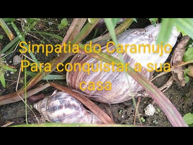 Read more about the article Simpatia para vender uma casa um terreno ou comprar