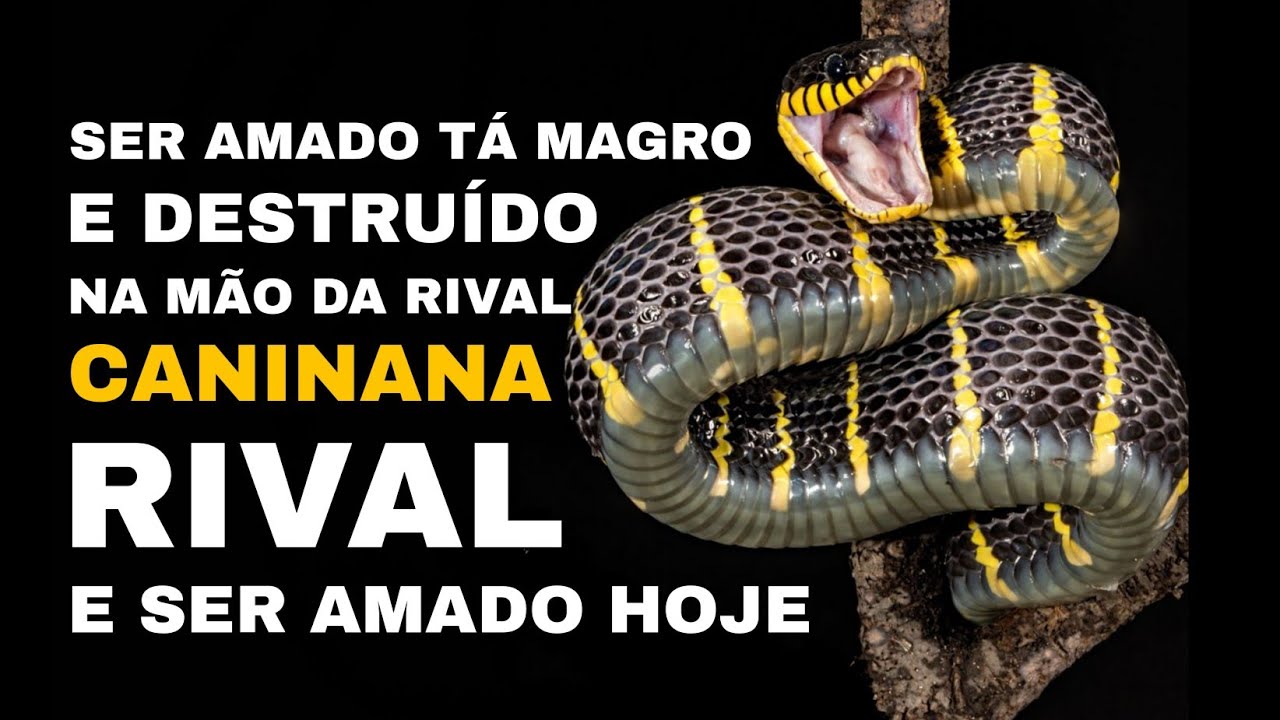 Read more about the article SER AMADO TÁ MAGRO E DESTRUÍDO NA MÃO DA RIVAL CANINANA ((( RIVAL E SER AMADO HOJE )))