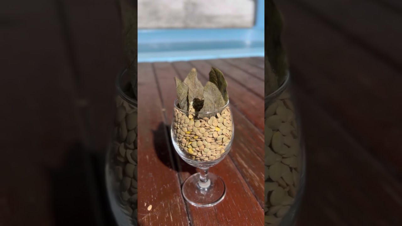 Read more about the article 🍀Simpatia Para a prosperidade Dinheiro amor dinheiro saúde ￼￼🍀 #simpatia #simpatias #simpatici