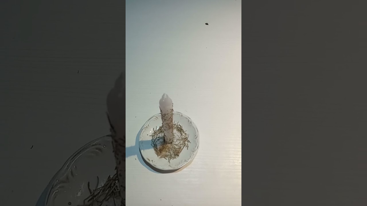 Read more about the article SIMPATIA PARA TIRAR ENERGIA NEGATIVA