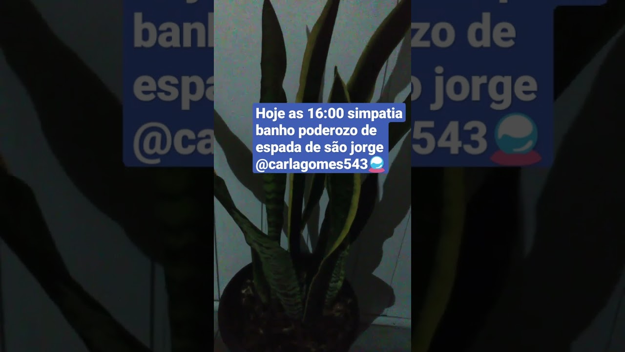 Read more about the article simpatia banho de são jorge hoje no canal não percam#simpatias