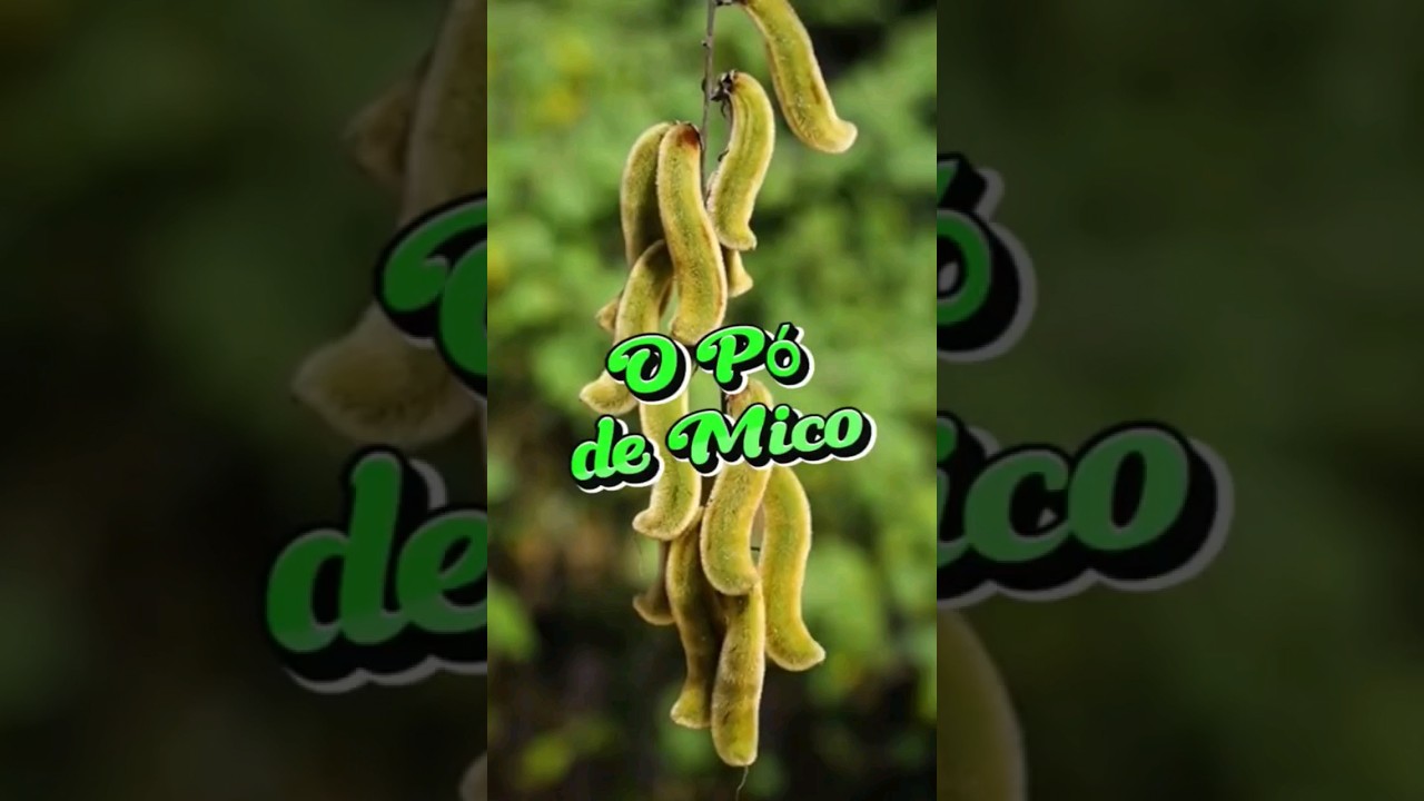 Read more about the article O Pó de Mico 🫘🌿🙉 #plantas #shorts #planta #receitas #receita #magia #religião #simpatia #simpatias