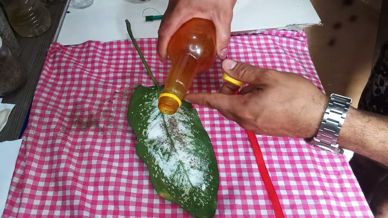 Read more about the article #simpatia para seu amado vir rápido amarrado aos seus pés pedindo para voltar infalível