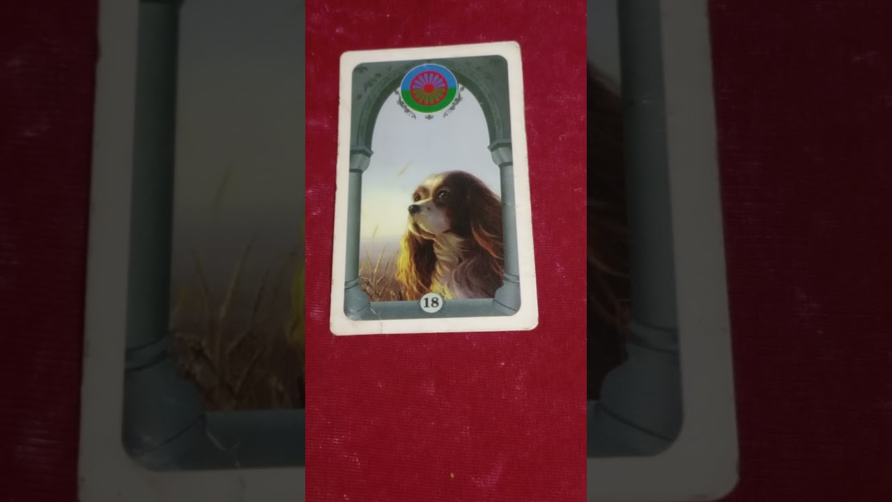 Read more about the article O cachorro – Carta do dia para  você – Baralho Cigano. #baralhocigano #baralhociganogratis #taro