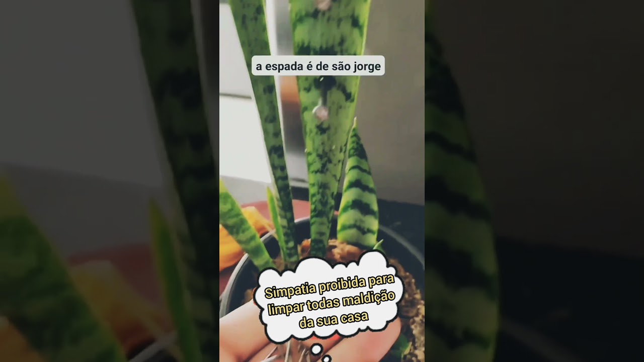 Read more about the article Simpatia proibida para limpar todas impurezas da sua vida #simpatia #simpatias #feitiço #feitiços