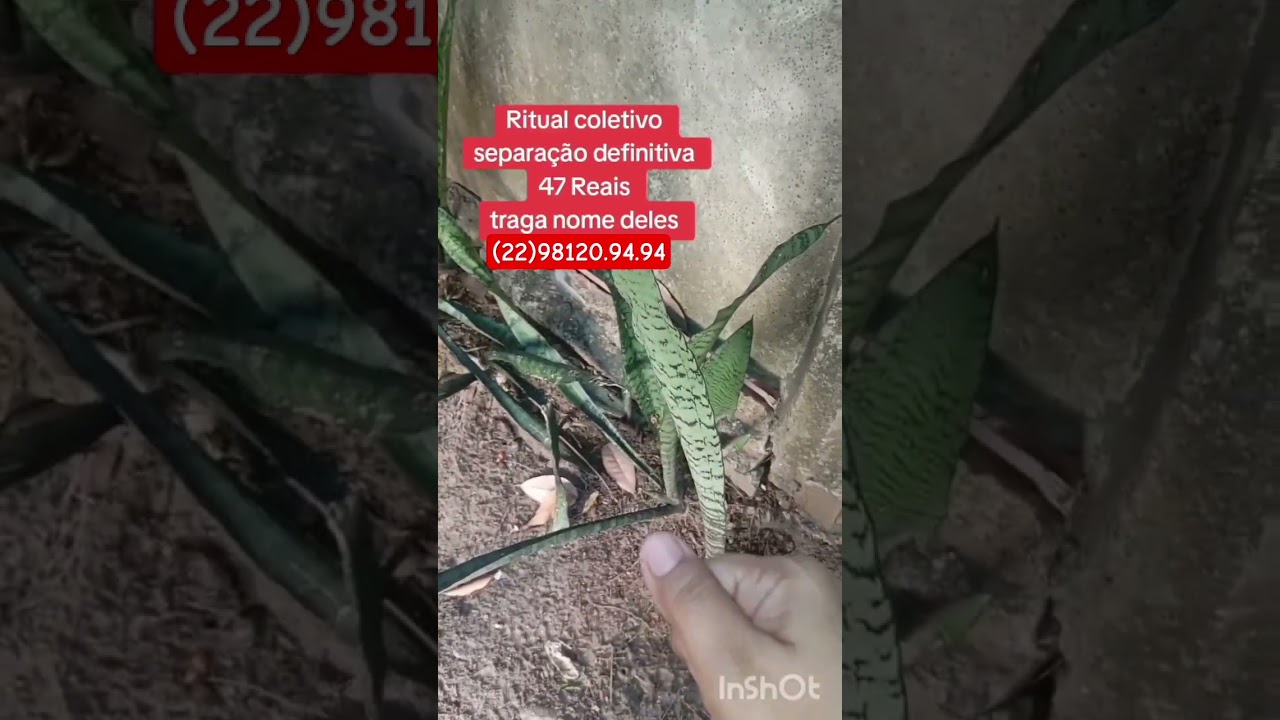 Read more about the article #dicas #simpatia #dica #amor