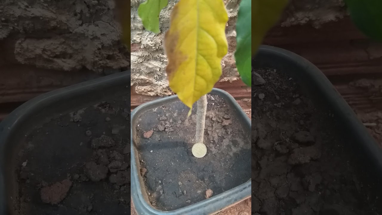 Read more about the article SIMPATIA DA MOEDA PARA GANHAR DINHEIRO!!!