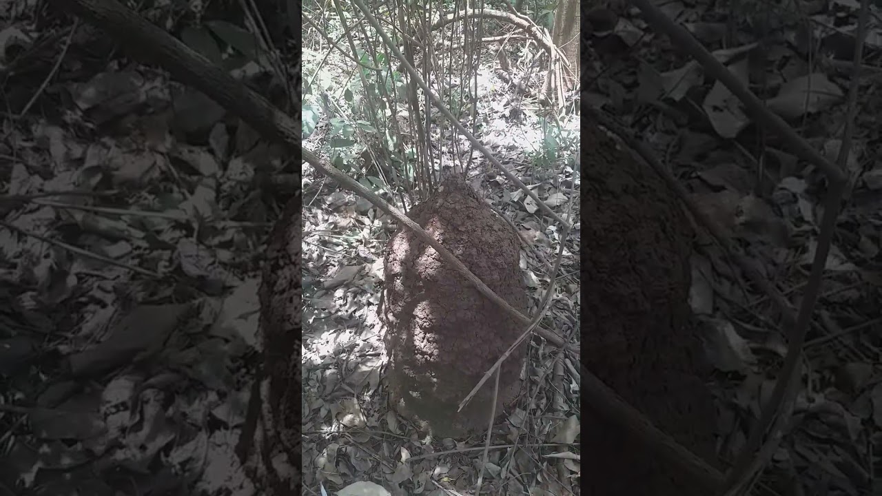 Read more about the article SIMPATIA PARA DESTRUIR UM INIMIGO OU SEPARAR CASAL, NO CUPIM