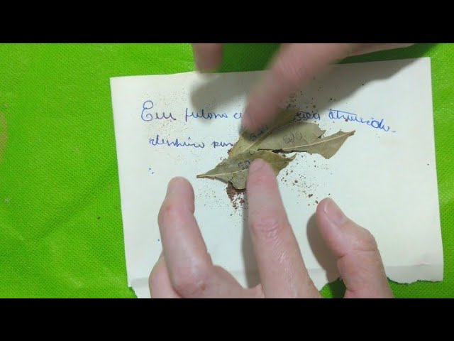 Read more about the article 🔴 SIMPATIA PODEROSA COM LOURO e CANELA PARA PROSPERIDADE IMEDIATA!!! FAÇA HOJE MESMO!!! #026