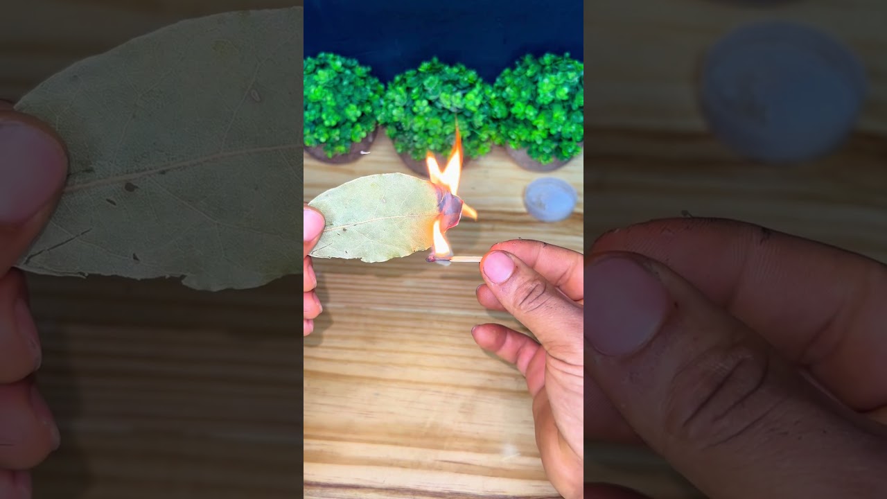 Read more about the article Quemaron ojas de Laureles #shotrs #viral #simpatias simpatia
