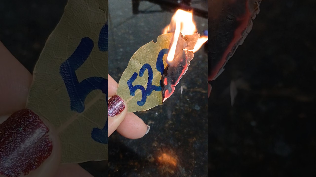 Read more about the article CAMINHOS ABERTOS!! #loro #caminhos #shortes #simpatia #fogo