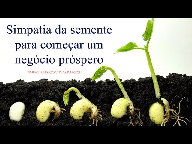 Read more about the article Simpatia da semente para começar um negócio próspero – Simpatias Psicoativas