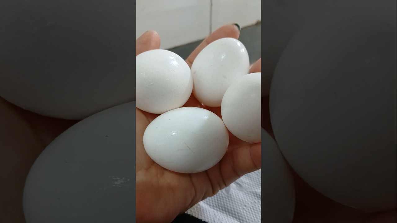 Read more about the article COM CERTEZA É GRAVIDEZ! #shortes #simpatia #gravidez